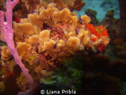 Santa Rosa Wall Beauty by Liana Pribla 
